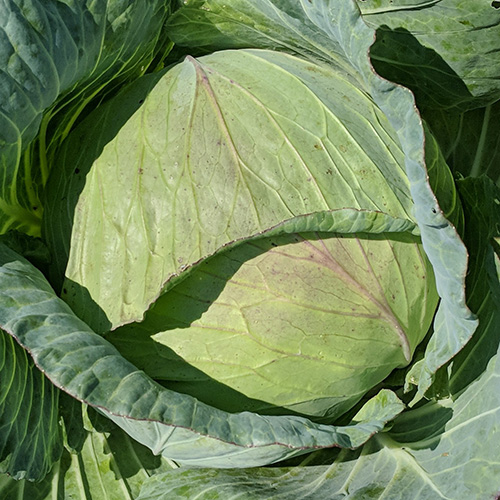 Cabbage 2 Credit Alex Ode